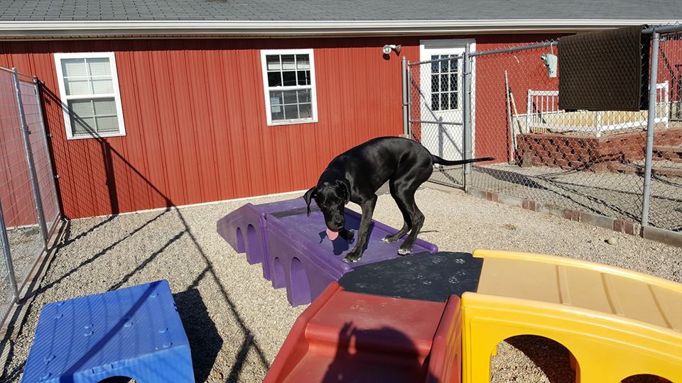 red barn dog house