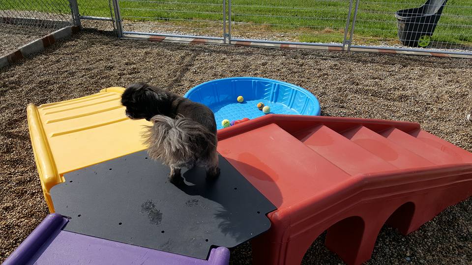 About Us Red Barn Pet Resort